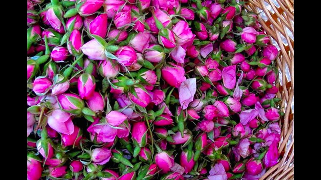 غنچه گل محمدی لاله زار کرمان خوش‌ رنگ معطر